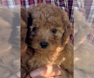 Goldendoodle (Miniature) Puppy for sale in HULL, IA, USA