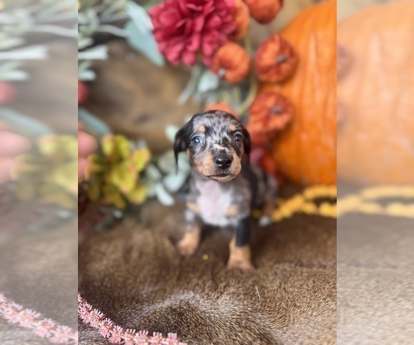 Medium Photo #5 Dachshund Puppy For Sale in VALLIANT, OK, USA