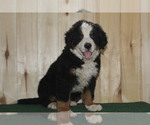 Small Photo #2 Bernese Mountain Dog Puppy For Sale in WESTCLIFFE, CO, USA