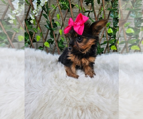 Medium Photo #4 Yorkshire Terrier Puppy For Sale in INDIANAPOLIS, IN, USA
