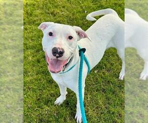 Mutt Dogs for adoption in Sacramento, CA, USA