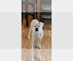 Nova II - Silver Heart - Male Boxer Dog for Adoption - Small photo