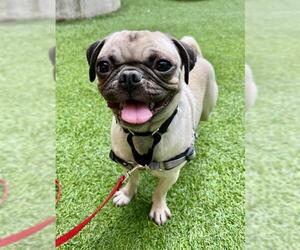 Pug Dogs for adoption in San Francisco, CA, USA