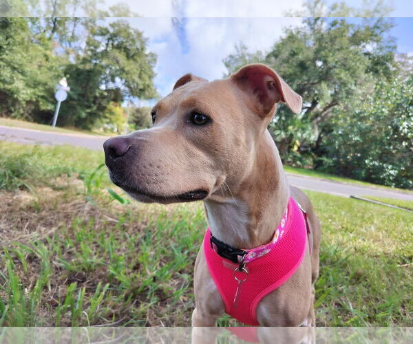Medium Photo #7 Pointer Puppy For Sale in Sanford, FL, USA