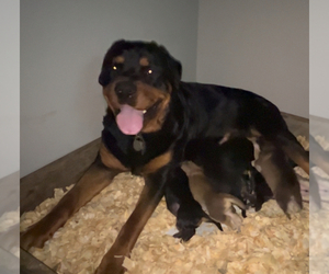 Mutt-Rottweiler Mix Dogs for adoption in GLADYS, VA, USA