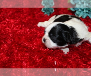 Shih Tzu Puppy for sale in THAYER, KS, USA
