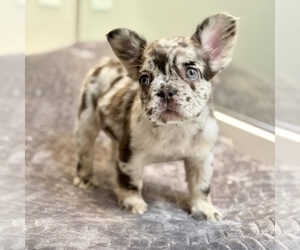 French Bulldog Puppy for sale in HESPERIA, CA, USA