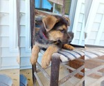 Small Photo #3 German Shepherd Dog Puppy For Sale in MONROE, NC, USA