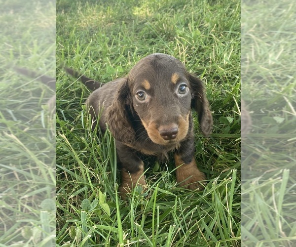 Medium Photo #3 Dachshund Puppy For Sale in CANOGA, NY, USA