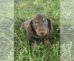 Small #2 Dachshund