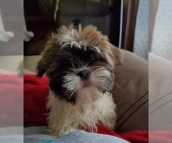 Medium Photo #1 Shih Tzu Puppy For Sale in FLORAL CITY, FL, USA