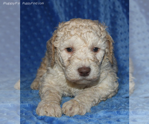 Poodle (Miniature)-Poogle Mix Puppy for sale in SANTA ANA, CA, USA