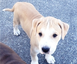 Puppy for sale in LAKELAND, FL, USA