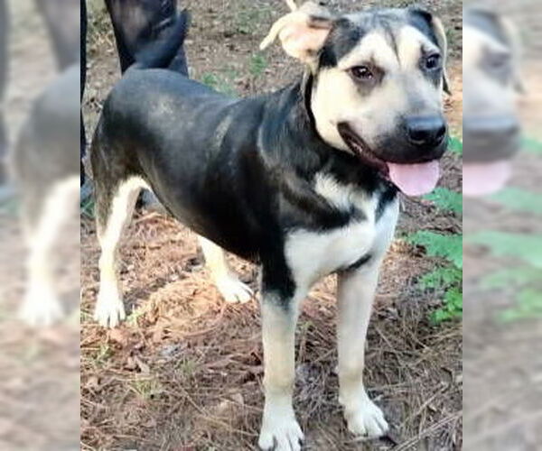 Medium Photo #2 German Shepherd Dog-Unknown Mix Puppy For Sale in Frankston, TX, USA