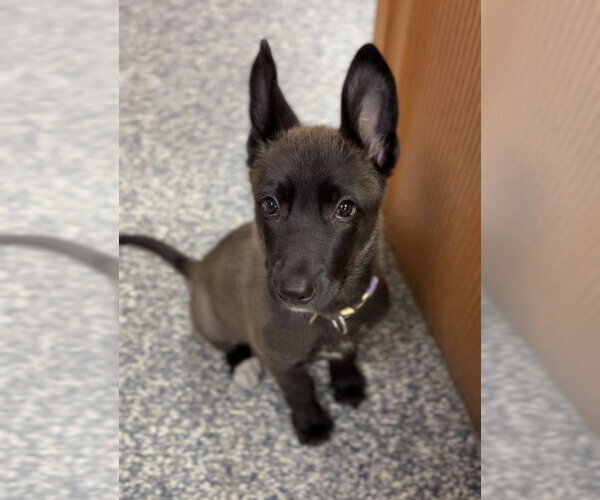 Medium Photo #1 Mutt Puppy For Sale in Bemidji, MN, USA