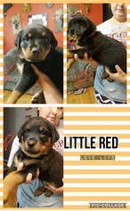 Rottweiler Puppy for sale in NEVADA, MO, USA