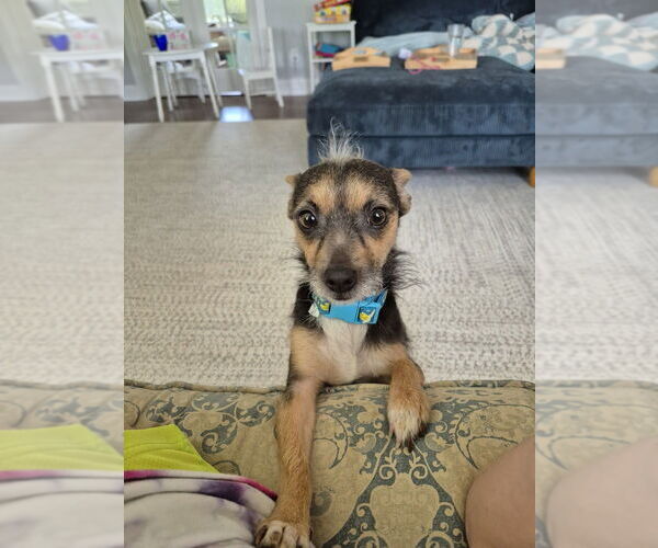 Medium Photo #4 Chihuahua-Unknown Mix Puppy For Sale in Springdale, PA, USA