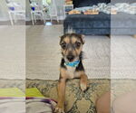 Small #3 Chihuahua Mix