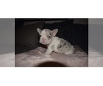 Small Photo #1 French Bulldog Puppy For Sale in Folkestone, Kent (England), United Kingdom