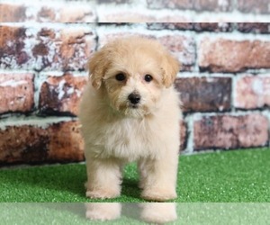 Poochon Puppy for sale in BEL AIR, MD, USA