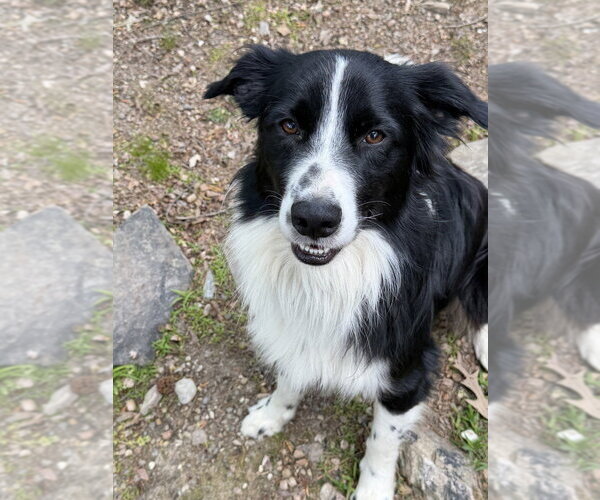 Medium Photo #3 Border Collie-Unknown Mix Puppy For Sale in Boston, MA, USA