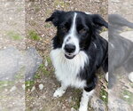 Small #2 Border Collie Mix