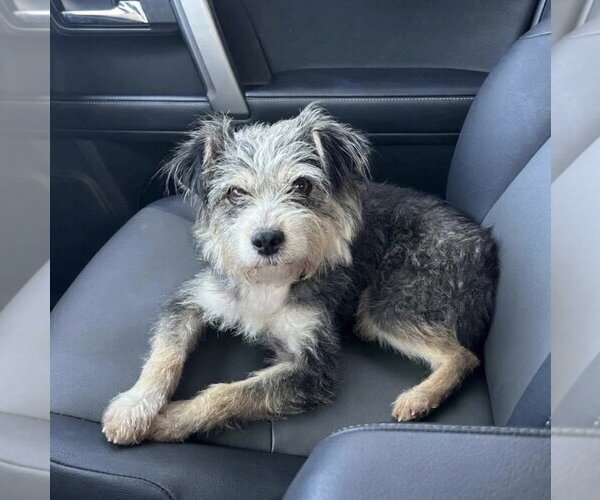 Medium Photo #1 Mutt Puppy For Sale in Newport Beach, CA, USA