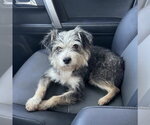 Small Mutt