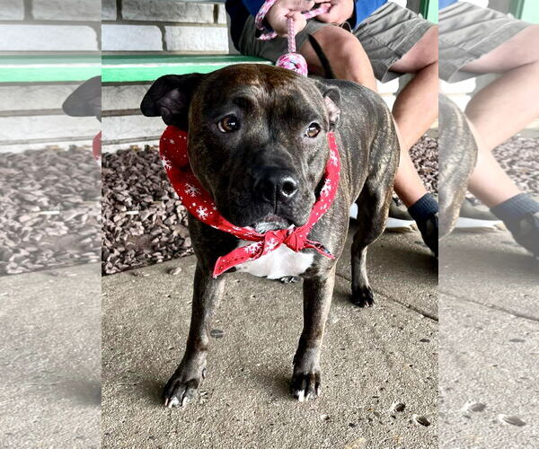 Medium Photo #5 Staffordshire Bull Terrier Puppy For Sale in Mount Laurel, NJ, USA