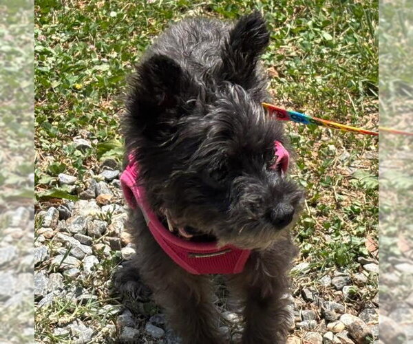 Medium Photo #4 Mutt Puppy For Sale in Rustburg, VA, USA