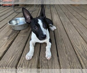 American Pit Bull Terrier-Pembroke Welsh Corgi Mix Dogs for adoption in OKLAHOMA CITY, OK, USA