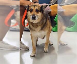 German Shepherd Dog-Unknown Mix Dogs for adoption in Temple, TX, USA