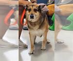 Small German Shepherd Dog Mix