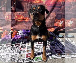 Chongers - Male Rotterman Dog for Adoption - Photo #5