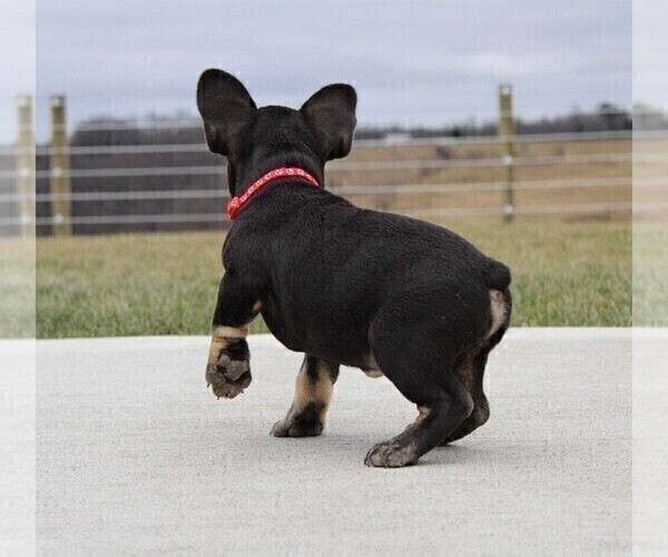 Medium Photo #7 French Bulldog Puppy For Sale in FRESNO, OH, USA
