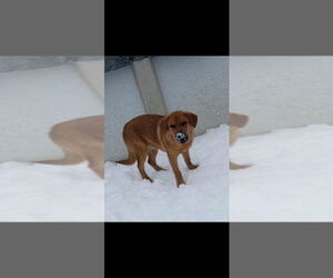 German Shepherd Dog-Jack Russell Terrier Mix Dogs for adoption in Aurora, IN, USA