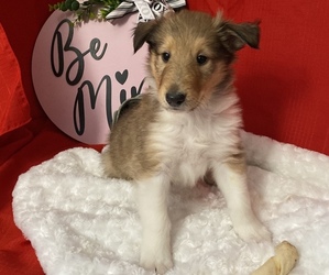 Collie Dog for Adoption in BARRINGTON, Illinois USA