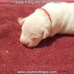 Small Photo #183 Dogo Argentino Puppy For Sale in PINEVILLE, MO, USA
