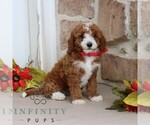 Small #3 Goldendoodle (Miniature)