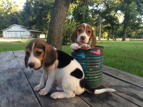 Medium Photo #1 Beagle Puppy For Sale in KATY, TX, USA