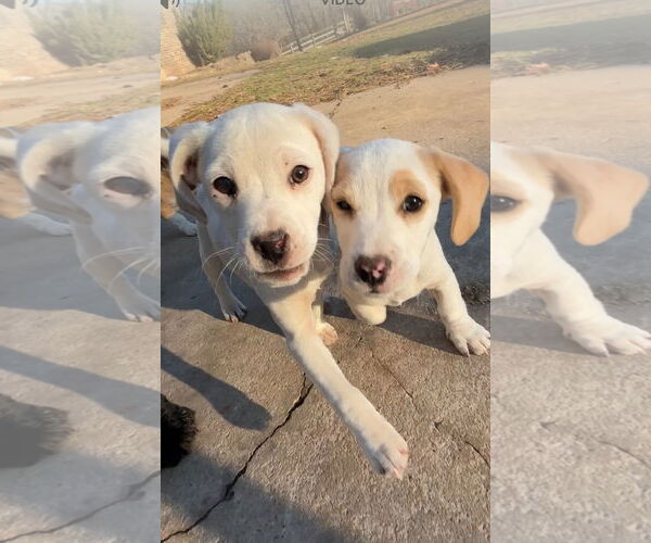 Medium Photo #6 Beagle Puppy For Sale in Harrison, AR, USA