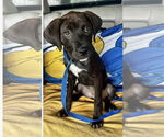 Small #3 Labrador Retriever Mix