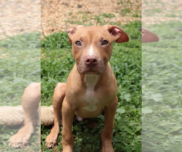 Medium Photo #2 Mutt Puppy For Sale in Philadelphia, PA, USA