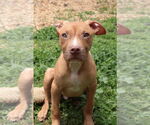 Small #1 Mutt