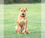 Small #1 American Pit Bull Terrier-German Shepherd Dog Mix