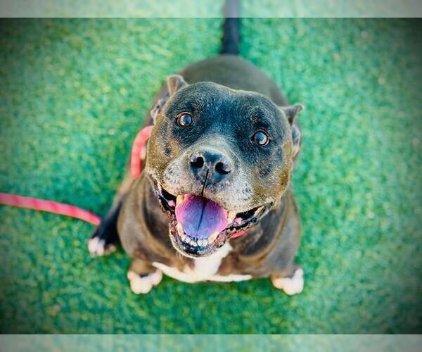 Medium Photo #1 Staffordshire Bull Terrier Puppy For Sale in Orlando, FL, USA