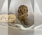 Small Photo #4 Goldendoodle (Miniature) Puppy For Sale in JENKS, OK, USA