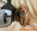 Puppy 1 Poodle (Standard)