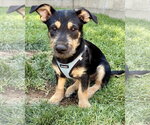 Small #14 Mutt