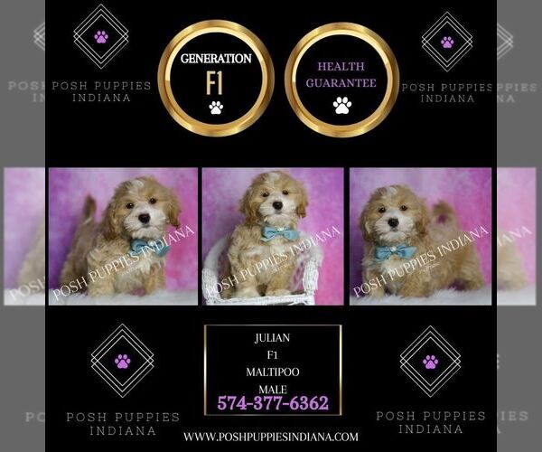 Medium Photo #2 Maltipoo Puppy For Sale in WARSAW, IN, USA